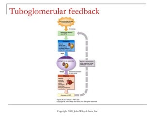 Copyright 2009, John Wiley & Sons, Inc.
Tuboglomerular feedback
 