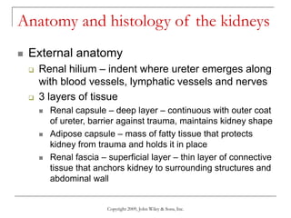 Copyright 2009, John Wiley & Sons, Inc.
Anatomy and histology of the kidneys
 External anatomy
 Renal hilium – indent where ureter emerges along
with blood vessels, lymphatic vessels and nerves
 3 layers of tissue
 Renal capsule – deep layer – continuous with outer coat
of ureter, barrier against trauma, maintains kidney shape
 Adipose capsule – mass of fatty tissue that protects
kidney from trauma and holds it in place
 Renal fascia – superficial layer – thin layer of connective
tissue that anchors kidney to surrounding structures and
abdominal wall
 