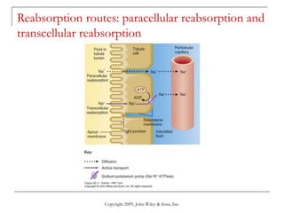 Copyright 2009, John Wiley & Sons, Inc.
Reabsorption routes: paracellular reabsorption and
transcellular reabsorption
 