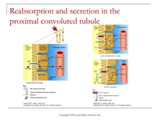 Copyright 2009, John Wiley & Sons, Inc.
Reabsorption and secretion in the
proximal convoluted tubule
 
