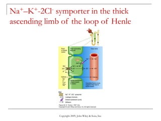 Copyright 2009, John Wiley & Sons, Inc.
Na+–K+-2Cl- symporter in the thick
ascending limb of the loop of Henle
 