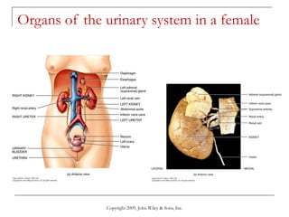 Copyright 2009, John Wiley & Sons, Inc.
Organs of the urinary system in a female
 