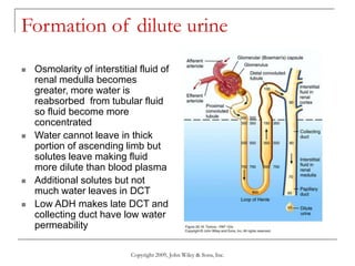 Copyright 2009, John Wiley & Sons, Inc.
Formation of dilute urine
 Osmolarity of interstitial fluid of
renal medulla becomes
greater, more water is
reabsorbed from tubular fluid
so fluid become more
concentrated
 Water cannot leave in thick
portion of ascending limb but
solutes leave making fluid
more dilute than blood plasma
 Additional solutes but not
much water leaves in DCT
 Low ADH makes late DCT and
collecting duct have low water
permeability
 