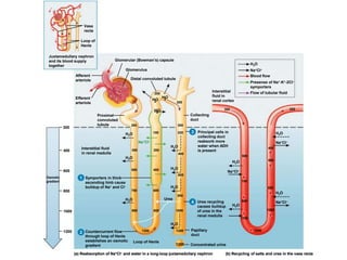(b) Recycling of salts and urea in the vasa recta
(a) Reabsorption of Na+CI– and water in a long-loop juxtamedullary nephron
Glomerular (Bowman’s) capsule
Afferent
arteriole
Efferent
arteriole
Glomerulus
Distal convoluted tubule
Proximal
convoluted
tubule
Symporters in thick
ascending limb cause
buildup of Na+ and Cl–
Interstitial fluid
in renal medulla
300
1200
1000
800
Osmotic
gradient
600
400
H2
O
H2
O
H2
O
200
1200
980
600
780
400
580
200
380
300
100
Loop of Henle
1200 Concentrated urine
300
300
320
400
600
800
1000
1200
800
H2O
Urea
Papillary
duct
Collecting
duct
300
500
700
900
1100
1200
400
800
1000
600
Na+CI–
Blood flow
Flow of tubular fluid
Presense of Na+-K+-2CI–
symporters
Interstitial
fluid in
renal cortex
320
Juxtamedullary nephron
and its blood supply
together
Vasa
recta
Loop of
Henle
H2O
H2O
H2O
H2O
H2O
H2O
H2O
1
H2O
H2O
Na+CI–
Na+CI–
H2O
Na+CI–
H2O
Na+CI–
(b) Recycling of salts and urea in the vasa recta
(a) Reabsorption of Na+CI– and water in a long-loop juxtamedullary nephron
Glomerular (Bowman’s) capsule
Afferent
arteriole
Efferent
arteriole
Glomerulus
Distal convoluted tubule
Proximal
convoluted
tubule
Symporters in thick
ascending limb cause
buildup of Na+ and Cl–
Interstitial fluid
in renal medulla
300
1200
1000
800
Osmotic
gradient
600
400
H2
O
H2
O
H2
O
200
1200
980
600
780
400
580
200
380
300
100
Loop of Henle
1200 Concentrated urine
300
300
320
400
600
800
1000
1200
800
H2O
Urea
Papillary
duct
Collecting
duct
Countercurrent flow
through loop of Henle
establishes an osmotic
gradient
300
500
700
900
1100
1200
400
800
1000
600
Na+CI–
Blood flow
Flow of tubular fluid
Presense of Na+-K+-2CI–
symporters
Interstitial
fluid in
renal cortex
320
Juxtamedullary nephron
and its blood supply
together
Vasa
recta
Loop of
Henle
H2O
H2O
H2O
H2O
H2O
H2O
H2O
1
2
H2O
H2O
Na+CI–
Na+CI–
H2O
Na+CI–
H2O
Na+CI–
(b) Recycling of salts and urea in the vasa recta
(a) Reabsorption of Na+CI– and water in a long-loop juxtamedullary nephron
Glomerular (Bowman’s) capsule
Afferent
arteriole
Efferent
arteriole
Glomerulus
Distal convoluted tubule
Proximal
convoluted
tubule
Symporters in thick
ascending limb cause
buildup of Na+ and Cl–
Interstitial fluid
in renal medulla
300
1200
1000
800
Osmotic
gradient
600
400
H2
O
H2
O
H2
O
200
1200
980
600
780
400
580
200
380
300
100
Loop of Henle
1200 Concentrated urine
300
300
320
400
600
800
1000
1200
800
H2O
Urea
Papillary
duct
Collecting
duct
Countercurrent flow
through loop of Henle
establishes an osmotic
gradient
Principal cells in
collecting duct
reabsorb more
water when ADH
is present
300
500
700
900
1100
1200
400
800
1000
600
Na+CI–
Blood flow
Flow of tubular fluid
Presense of Na+-K+-2CI–
symporters
Interstitial
fluid in
renal cortex
320
Juxtamedullary nephron
and its blood supply
together
Vasa
recta
Loop of
Henle
H2O
H2O
H2O
H2O
H2O
H2O
H2O
1
2
3
H2O
H2O
Na+CI–
Na+CI–
H2O
Na+CI–
H2O
Na+CI–
(b) Recycling of salts and urea in the vasa recta
(a) Reabsorption of Na+CI– and water in a long-loop juxtamedullary nephron
Glomerular (Bowman’s) capsule
Afferent
arteriole
Efferent
arteriole
Glomerulus
Distal convoluted tubule
Proximal
convoluted
tubule
Symporters in thick
ascending limb cause
buildup of Na+ and Cl–
Interstitial fluid
in renal medulla
300
1200
1000
800
Osmotic
gradient
600
400
H2
O
H2
O
H2
O
200
1200
980
600
780
400
580
200
380
300
100
Loop of Henle
1200 Concentrated urine
300
300
320
400
600
800
1000
1200
800
H2O
Urea
Papillary
duct
Urea recycling
causes buildup
of urea in the
renal medulla
Collecting
duct
Countercurrent flow
through loop of Henle
establishes an osmotic
gradient
Principal cells in
collecting duct
reabsorb more
water when ADH
is present
300
500
700
900
1100
1200
400
800
1000
600
Na+CI–
Blood flow
Flow of tubular fluid
Presense of Na+-K+-2CI–
symporters
Interstitial
fluid in
renal cortex
320
Juxtamedullary nephron
and its blood supply
together
Vasa
recta
Loop of
Henle
H2O
H2O
H2O
H2O
H2O
H2O
H2O
1
2
3
4
H2O
H2O
Na+CI–
Na+CI–
H2O
Na+CI–
H2O
Na+CI–
 