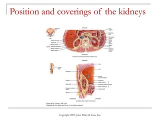 Copyright 2009, John Wiley & Sons, Inc.
Position and coverings of the kidneys
 