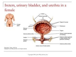 Copyright 2009, John Wiley & Sons, Inc.
Ireters, urinary bladder, and urethra in a
female
 