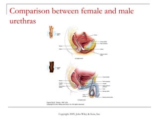 Copyright 2009, John Wiley & Sons, Inc.
Comparison between female and male
urethras
 