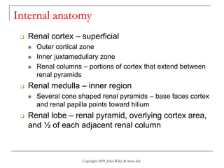 Copyright 2009, John Wiley & Sons, Inc.
Internal anatomy
 Renal cortex – superficial
 Outer cortical zone
 Inner juxtamedullary zone
 Renal columns – portions of cortex that extend between
renal pyramids
 Renal medulla – inner region
 Several cone shaped renal pyramids – base faces cortex
and renal papilla points toward hilium
 Renal lobe – renal pyramid, overlying cortex area,
and ½ of each adjacent renal column
 
