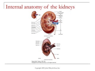 Copyright 2009, John Wiley & Sons, Inc.
Internal anatomy of the kidneys
 