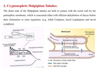 Excretory System.pptx