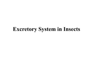 Excretory System in Insects
 