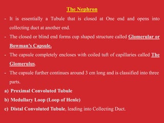The Nephron
- It is essentially a Tubule that is closed at One end and opens into
collecting duct at another end.
- The closed or blind end forms cup shaped structure called Glomerular or
Bowman’s Capsule.
- The capsule completely encloses with coiled tuft of capillaries called The
Glomerulus.
- The capsule further continues around 3 cm long and is classified into three
parts.
a) Proximal Convoluted Tubule
b) Medullary Loop (Loop of Henle)
c) Distal Convoluted Tubule, leading into Collecting Duct.
 