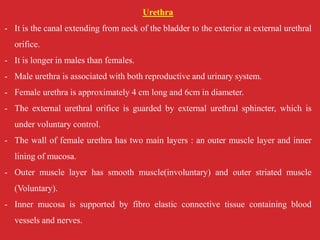 Urethra
- It is the canal extending from neck of the bladder to the exterior at external urethral
orifice.
- It is longer in males than females.
- Male urethra is associated with both reproductive and urinary system.
- Female urethra is approximately 4 cm long and 6cm in diameter.
- The external urethral orifice is guarded by external urethral sphincter, which is
under voluntary control.
- The wall of female urethra has two main layers : an outer muscle layer and inner
lining of mucosa.
- Outer muscle layer has smooth muscle(involuntary) and outer striated muscle
(Voluntary).
- Inner mucosa is supported by fibro elastic connective tissue containing blood
vessels and nerves.
 