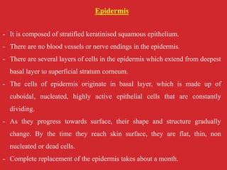 Epidermis
- It is composed of stratified keratinised squamous epithelium.
- There are no blood vessels or nerve endings in the epidermis.
- There are several layers of cells in the epidermis which extend from deepest
basal layer to superficial stratum corneum.
- The cells of epidermis originate in basal layer, which is made up of
cuboidal, nucleated, highly active epithelial cells that are constantly
dividing.
- As they progress towards surface, their shape and structure gradually
change. By the time they reach skin surface, they are flat, thin, non
nucleated or dead cells.
- Complete replacement of the epidermis takes about a month.
 