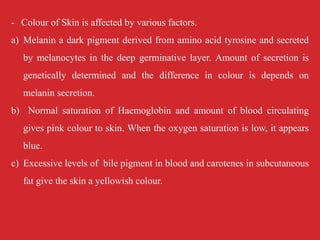 - Colour of Skin is affected by various factors.
a) Melanin a dark pigment derived from amino acid tyrosine and secreted
by melanocytes in the deep germinative layer. Amount of secretion is
genetically determined and the difference in colour is depends on
melanin secretion.
b) Normal saturation of Haemoglobin and amount of blood circulating
gives pink colour to skin. When the oxygen saturation is low, it appears
blue.
c) Excessive levels of bile pigment in blood and carotenes in subcutaneous
fat give the skin a yellowish colour.
 