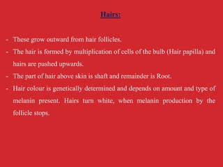 Hairs:
- These grow outward from hair follicles.
- The hair is formed by multiplication of cells of the bulb (Hair papilla) and
hairs are pushed upwards.
- The part of hair above skin is shaft and remainder is Root.
- Hair colour is genetically determined and depends on amount and type of
melanin present. Hairs turn white, when melanin production by the
follicle stops.
 