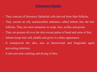 Sebaceous Glands:
- They consists of Secretory Epithelial cells derived from Hair follicles.
- They secrete an oily antimicrobial substance called Sebum into the hair
follicles. They are most numerous in scalp, face, axillae and groins.
- They are present all over the skin except palms of hand and soles of feet.
- Sebum keeps hair soft, pliable and gives it a shiny appearance.
- It waterproofs the skin, acts as bactericidal and fungicidal agent
preventing infection.
- It also prevents cracking and drying of skin.
 
