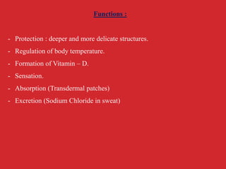 Functions :
- Protection : deeper and more delicate structures.
- Regulation of body temperature.
- Formation of Vitamin – D.
- Sensation.
- Absorption (Transdermal patches)
- Excretion (Sodium Chloride in sweat)
 