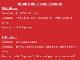 Relationship / Organs Associated:
Right Kidney:
Superiorly – Right Adrenal Gland.
Anteriorly – right lobe of Liver, Duodenum, & Hepatic flexure of
colon.
Posteriorly – the Diaphragm.
Left Kidney:
Superiorly – Left Adrenal Gland.
Anteriorly – Spleen, Stomach, Pancreas, Jejunum & Splenic flexure of
colon.
Posteriorly – the Diaphragm & Muscles of posterior abdominal wall.
 