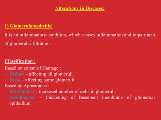 Alterations in Diseases:
1) Glomerulonephritis:
It is an inflammatory condition, which causes inflammation and impairment
of glomerular filtration.
Classification :
Based on extent of Damage :
- Diffuse – affecting all glomeruli.
- Focal – affecting some glomeruli.
Based on Appearance :
- Proliferative – increased number of cells in glomeruli.
- Membranous – thickening of basement membrane of glomeruar
epithelium.
 