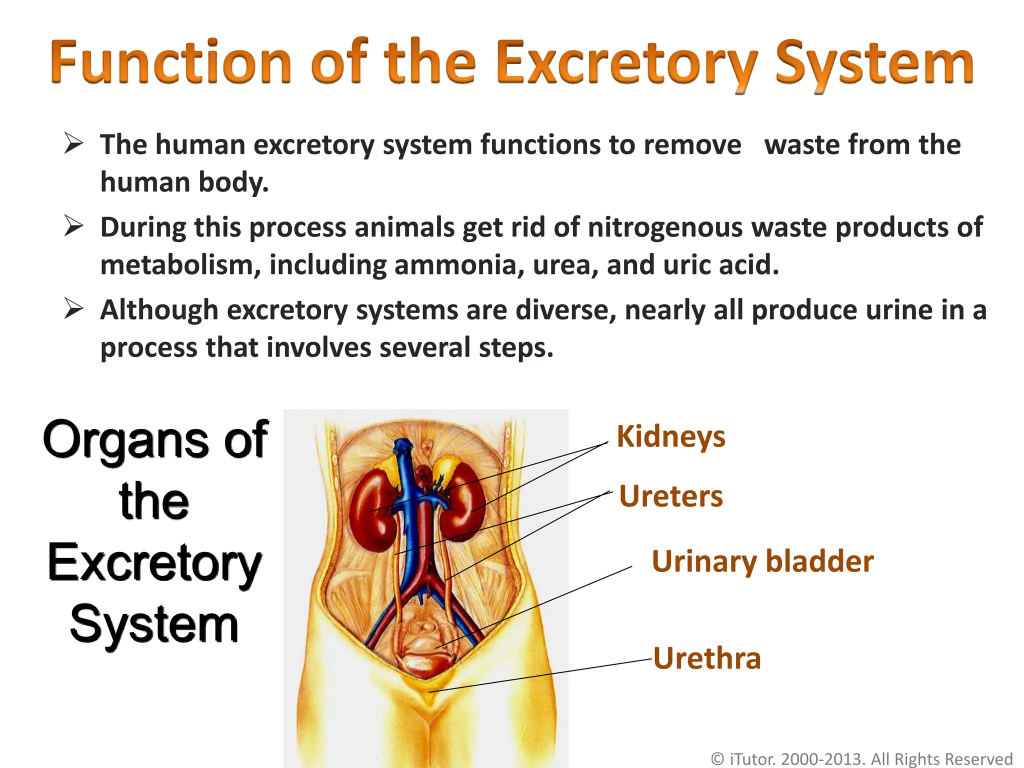 excretory system URINARY SYSTEM GENITOURINARY SYSTEM | PPTX