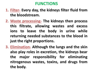 FUNCTIONS
1. Filter- Every day, the kidneys filter fluid from
the bloodstream.
2. Waste processing- The kidneys then process
this filtrate, allowing wastes and excess
ions to leave the body in urine while
returning needed substances to the blood in
just the right proportions.
3. Elimination- Although the lungs and the skin
also play roles in excretion, the kidneys bear
the major responsibility for eliminating
nitrogenous wastes, toxins, and drugs from
the body.
 