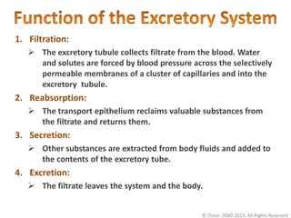 1. Filtration:
 The excretory tubule collects filtrate from the blood. Water
and solutes are forced by blood pressure across the selectively
permeable membranes of a cluster of capillaries and into the
excretory tubule.
2. Reabsorption:
 The transport epithelium reclaims valuable substances from
the filtrate and returns them.
3. Secretion:
 Other substances are extracted from body fluids and added to
the contents of the excretory tube.
4. Excretion:
 The filtrate leaves the system and the body.
© iTutor. 2000-2013. All Rights Reserved
 