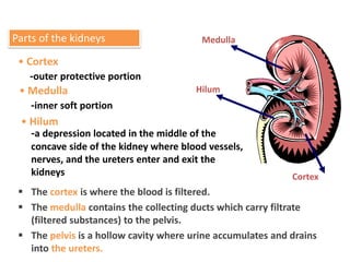 Parts of the Kidney
Parts of the kidneys
• Cortex
-outer protective portion
• Medulla
-inner soft portion
• Hilum
-a depression located in the middle of the
concave side of the kidney where blood vessels,
nerves, and the ureters enter and exit the
kidneys Cortex
Medulla
Hilum
 The cortex is where the blood is filtered.
 The medulla contains the collecting ducts which carry filtrate
(filtered substances) to the pelvis.
 The pelvis is a hollow cavity where urine accumulates and drains
into the ureters.
 
