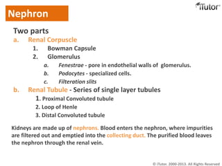 Two parts
a. Renal Corpuscle
1. Bowman Capsule
2. Glomerulus
a. Fenestrae - pore in endothelial walls of glomerulus.
b. Podocytes - specialized cells.
c. Filteration slits
b. Renal Tubule - Series of single layer tubules
1. Proximal Convoluted tubule
2. Loop of Henle
3. Distal Convoluted tubule
Nephron
Kidneys are made up of nephrons. Blood enters the nephron, where impurities
are filtered out and emptied into the collecting duct. The purified blood leaves
the nephron through the renal vein.
© iTutor. 2000-2013. All Rights Reserved
 