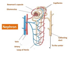 Artery
Vein
Loop of Henle
Bowman’s capsule
Glomerulus
Capillaries
Collecting
duct
To the ureter
Nephron
 