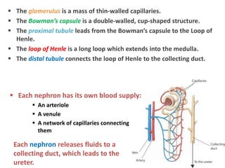  The glomerulus is a mass of thin-walled capillaries.
 The Bowman’s capsule is a double-walled, cup-shaped structure.
 The proximal tubule leads from the Bowman’s capsule to the Loop of
Henle.
 The loop of Henle is a long loop which extends into the medulla.
 The distal tubule connects the loop of Henle to the collecting duct.
 Each nephron has its own blood supply:
 An arteriole
 A venule
 A network of capillaries connecting
them
Each nephron releases fluids to a
collecting duct, which leads to the
ureter.
 