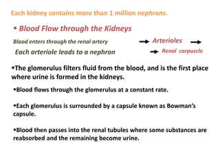 Each kidney contains more than 1 million nephrons.
 Blood Flow through the Kidneys
Blood enters through the renal artery Arterioles
Each arteriole leads to a nephron Renal corpuscle
The glomerulus filters fluid from the blood, and is the first place
where urine is formed in the kidneys.
Blood flows through the glomerulus at a constant rate.
Each glomerulus is surrounded by a capsule known as Bowman’s
capsule.
Blood then passes into the renal tubules where some substances are
reabsorbed and the remaining become urine.
 