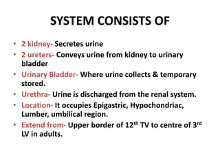 SYSTEM CONSISTS OF
• 2 kidney- Secretes urine
• 2 ureters- Conveys urine from kidney to urinary
bladder
• Urinary Bladder- Where urine collects & temporary
stored.
• Urethra- Urine is discharged from the renal system.
• Location- It occupies Epigastric, Hypochondriac,
Lumber, umbilical region.
• Extend from- Upper border of 12th TV to centre of 3rd
LV in adults.
 