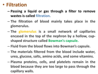 • Filtration
– Passing a liquid or gas through a filter to remove
wastes is called filtration.
– The filtration of blood mainly takes place in the
glomerulus.
– The glomerulus is a small network of capillaries
encased in the top of the nephron by a hollow, cup-
shaped structure called Bowman's capsule.
– Fluid from the blood flows into Bowman’s capsule.
– The materials filtered from the blood include water,
urea, glucose, salts, amino acids, and some vitamins.
– Plasma proteins, cells, and platelets remain in the
blood because they are too large to pass through the
capillary walls.
 