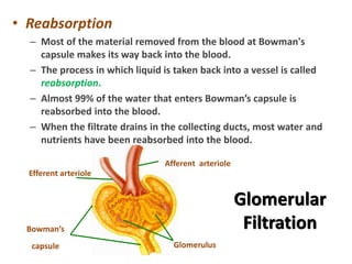 • Reabsorption
– Most of the material removed from the blood at Bowman's
capsule makes its way back into the blood.
– The process in which liquid is taken back into a vessel is called
reabsorption.
– Almost 99% of the water that enters Bowman’s capsule is
reabsorbed into the blood.
– When the filtrate drains in the collecting ducts, most water and
nutrients have been reabsorbed into the blood.
Glomerulus
Afferent arteriole
Efferent arteriole
Bowman’s
capsule
Glomerular
Filtration
 