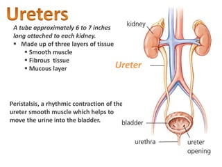 Ureters
Peristalsis, a rhythmic contraction of the
ureter smooth muscle which helps to
move the urine into the bladder.
A tube approximately 6 to 7 inches
long attached to each kidney.
 Made up of three layers of tissue
 Smooth muscle
 Fibrous tissue
 Mucous layer Ureter
 