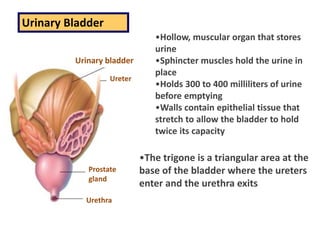 Urinary Bladder
Urinary Bladder
•Hollow, muscular organ that stores
urine
•Sphincter muscles hold the urine in
place
•Holds 300 to 400 milliliters of urine
before emptying
•Walls contain epithelial tissue that
stretch to allow the bladder to hold
twice its capacity
Urethra
Prostate
gland
Ureter
Urinary bladder
•The trigone is a triangular area at the
base of the bladder where the ureters
enter and the urethra exits
 
