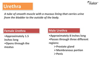 Urethra
Urethra
Female Urethra Male Urethra
•Approximately 1.5
inches long
•Opens through the
meatus
•Approximately 8 inches long
•Passes through three different
regions:
Prostate gland
Membranous portion
Penis
A tube of smooth muscle with a mucous lining that carries urine
from the bladder to the outside of the body.
 