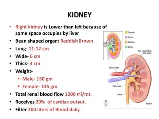 KIDNEY
• Right kidney is Lower than left because of
some space occupies by liver.
• Bean shaped organ: Reddish Brown
• Long- 11-12 cm
• Wide- 6 cm
• Thick- 3 cm
• Weight-
 Male- 150 gm
 Female- 135 gm
• Total renal blood flow 1200 ml/mt.
• Receives 20% of cardiac output.
• Filter 200 liters of Blood daily.
 