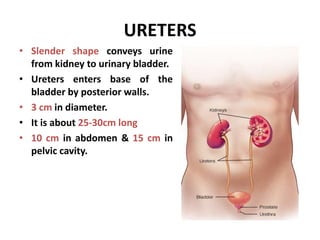 URETERS
• Slender shape conveys urine
from kidney to urinary bladder.
• Ureters enters base of the
bladder by posterior walls.
• 3 cm in diameter.
• It is about 25-30cm long
• 10 cm in abdomen & 15 cm in
pelvic cavity.
 