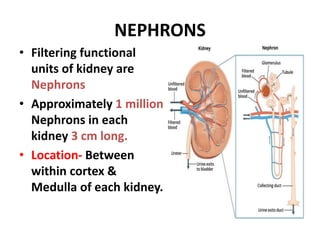 NEPHRONS
• Filtering functional
units of kidney are
Nephrons
• Approximately 1 million
Nephrons in each
kidney 3 cm long.
• Location- Between
within cortex &
Medulla of each kidney.
 