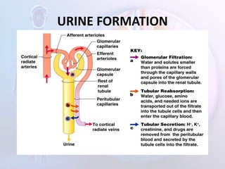 URINE FORMATION
 