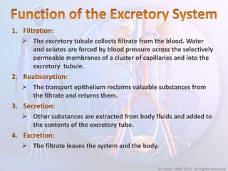 1. Filtration:
 The excretory tubule collects filtrate from the blood. Water
and solutes are forced by blood pressure across the selectively
permeable membranes of a cluster of capillaries and into the
excretory tubule.
2. Reabsorption:
 The transport epithelium reclaims valuable substances from
the filtrate and returns them.
3. Secretion:
 Other substances are extracted from body fluids and added to
the contents of the excretory tube.
4. Excretion:
 The filtrate leaves the system and the body.
© iTutor. 2000-2013. All Rights Reserved
 
