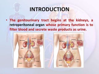 INTRODUCTION
• The genitourinary tract begins at the kidneys, a
retroperitoneal organ whose primary function is to
filter blood and secrete waste products as urine.
 