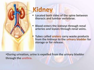  Located both sides of the spine between
thoracic and lumbar vertebrae.
 Blood enters the kidneys through renal
arteries and leaves through renal veins.
 Tubes called ureters carry waste products
from the kidneys to the urinary bladder for
storage or for release.
During urination, urine is expelled from the urinary bladder
through the urethra.
 