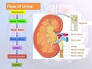 Flow of Urine
Flow of Urine
Glomerulus
Renal Tubules
Renal Pelvis
Renal Calices
Ureters
Renal cortex
Renal capsule
Renal medulla
Ureter
Renal vein
Renal artery
Nephron
Urinary Bladder
Urethra
 