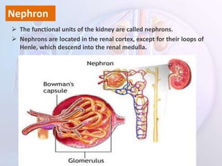  The functional units of the kidney are called nephrons.
 Nephrons are located in the renal cortex, except for their loops of
Henle, which descend into the renal medulla.
Nephron
 