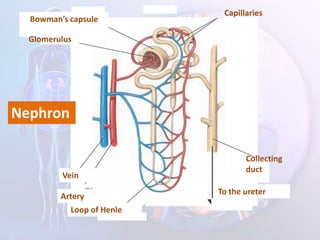 Artery
Vein
Loop of Henle
Bowman’s capsule
Glomerulus
Capillaries
Collecting
duct
To the ureter
Nephron
 