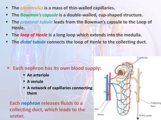  The glomerulus is a mass of thin-walled capillaries.
 The Bowman’s capsule is a double-walled, cup-shaped structure.
 The proximal tubule leads from the Bowman’s capsule to the Loop of
Henle.
 The loop of Henle is a long loop which extends into the medulla.
 The distal tubule connects the loop of Henle to the collecting duct.
 Each nephron has its own blood supply:
 An arteriole
 A venule
 A network of capillaries connecting
them
Each nephron releases fluids to a
collecting duct, which leads to the
ureter.
 