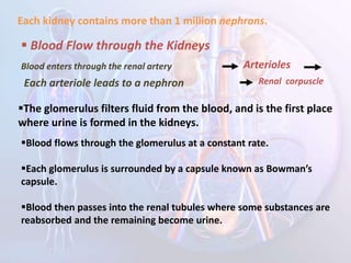 Each kidney contains more than 1 million nephrons.
 Blood Flow through the Kidneys
Blood enters through the renal artery Arterioles
Each arteriole leads to a nephron Renal corpuscle
The glomerulus filters fluid from the blood, and is the first place
where urine is formed in the kidneys.
Blood flows through the glomerulus at a constant rate.
Each glomerulus is surrounded by a capsule known as Bowman’s
capsule.
Blood then passes into the renal tubules where some substances are
reabsorbed and the remaining become urine.
 